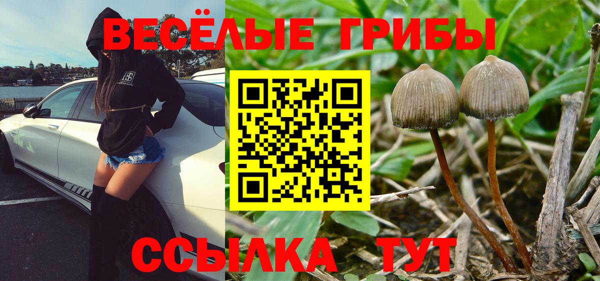 Таганрог  Псилоцибиновые грибы MAGIC MUSHROOMS  Галлюциногенные грибы мицелий  Вход с VPN 